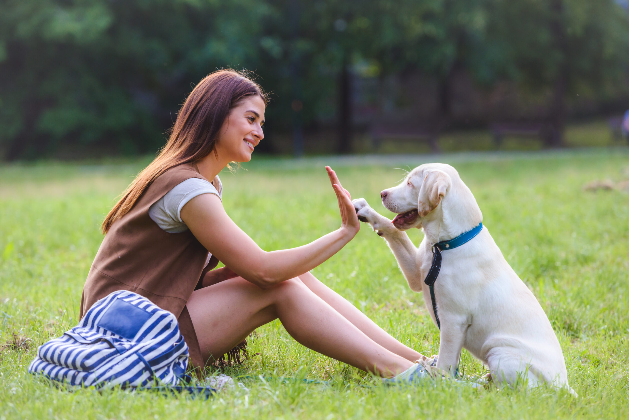 Young Woman High-Fiving With Yellow Labrador Retriever In Public Park