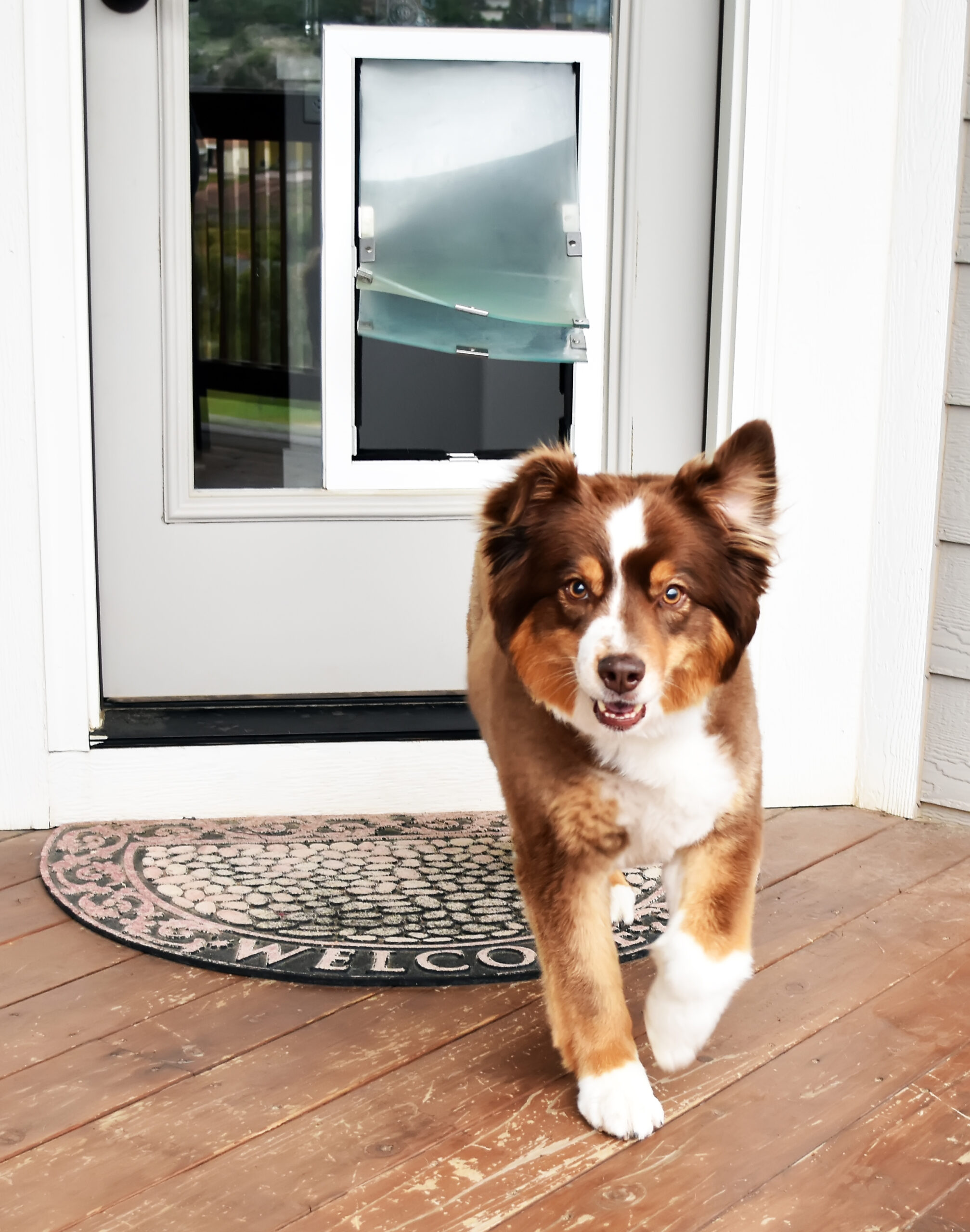 Glass door dog door