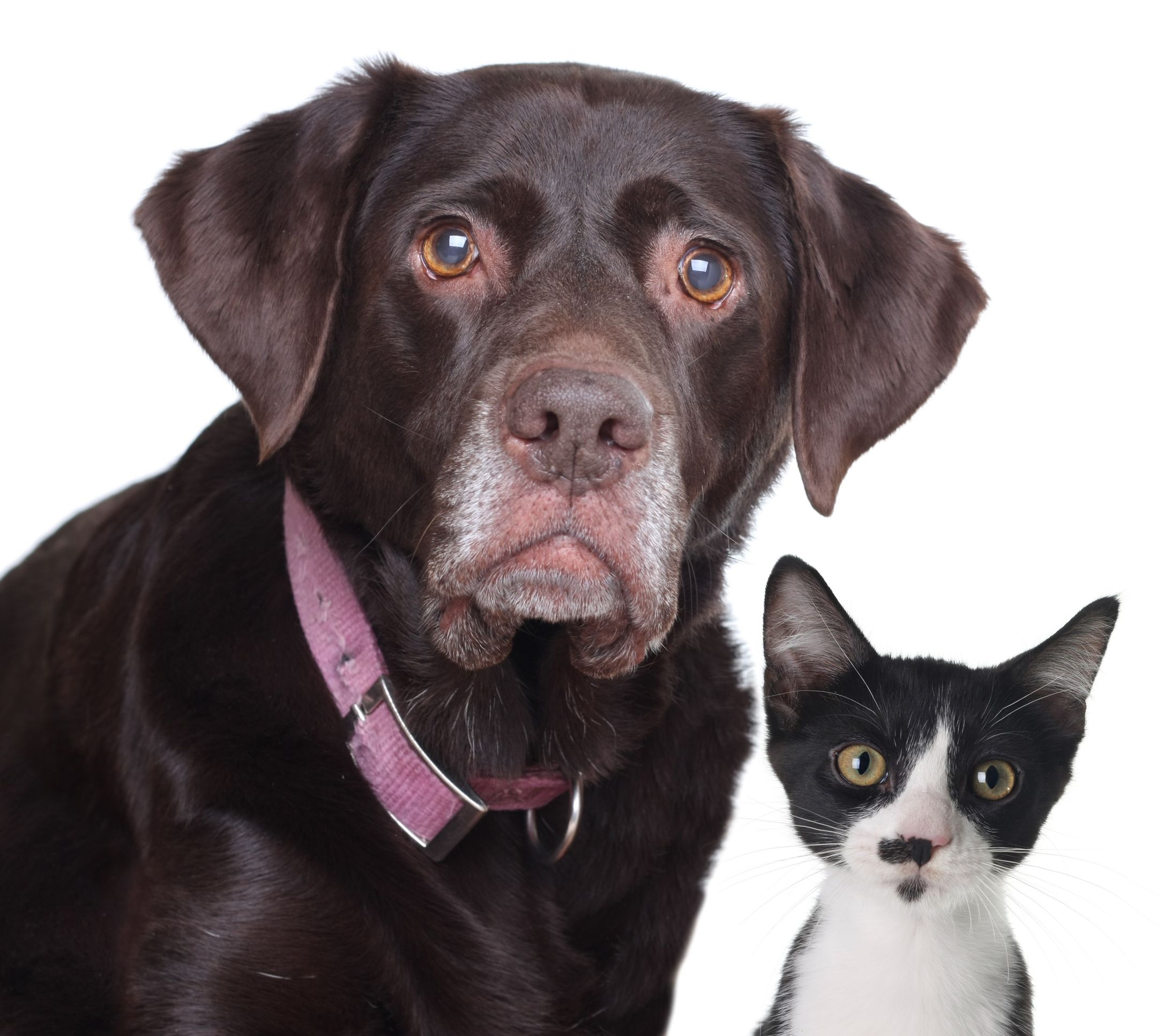 Chocolate lab and and black and white cat