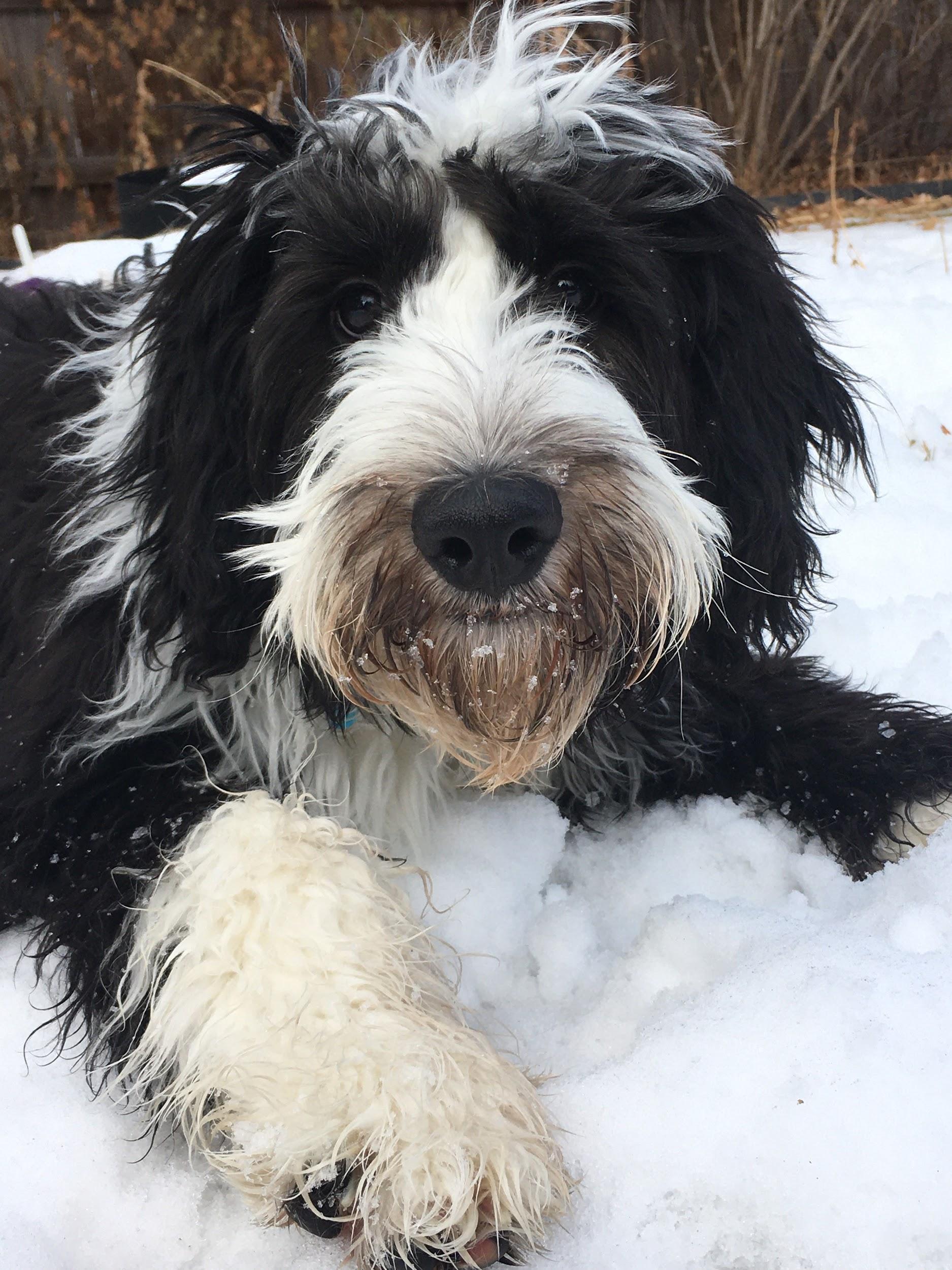 Black and white dog laying in snow